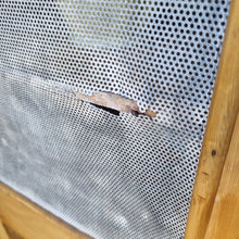 Load image into Gallery viewer, ANTIQUE MEATSAFE STORAGE CABINET PANTRY